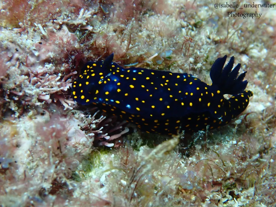 Apoyo al medio ambiente de Grupo INDI