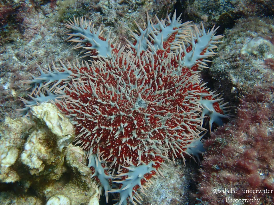 Apoyo al medio ambiente de Grupo INDI