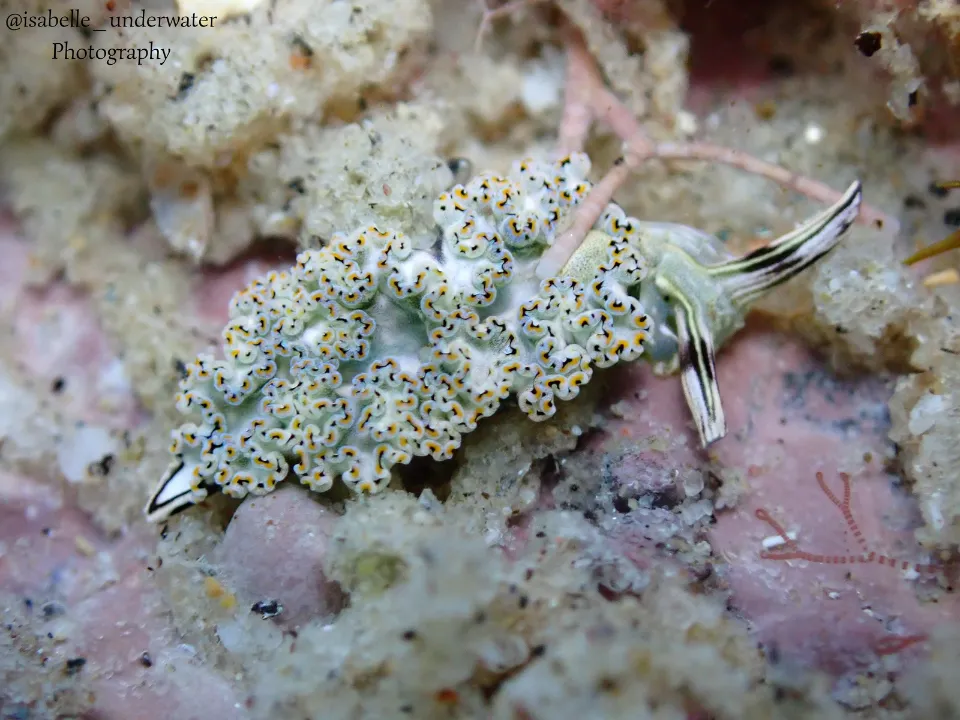 Apoyo al medio ambiente de Grupo INDI