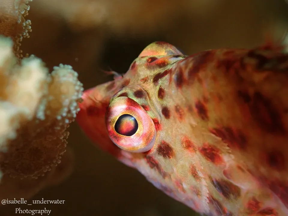 Apoyo al medio ambiente de Grupo INDI