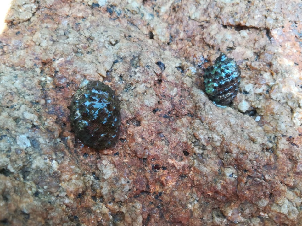 Apoyo al medio ambiente de Grupo INDI